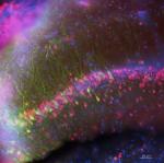 Brainbow picture