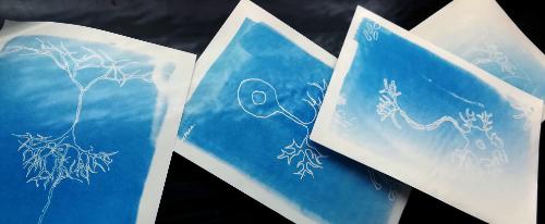 Cyanotype Prints